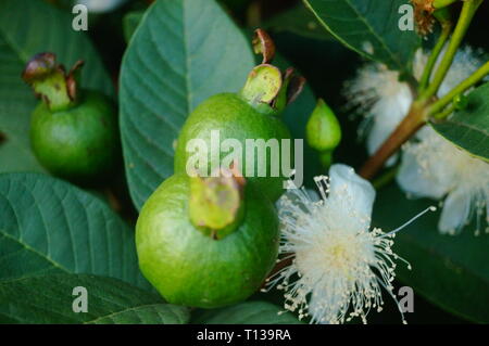 Guaiava cresce nel frutteto Foto Stock