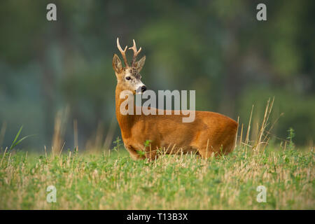 Il capriolo Capreolus capreolus, buck con chiaro sfondo sfocato. Foto Stock