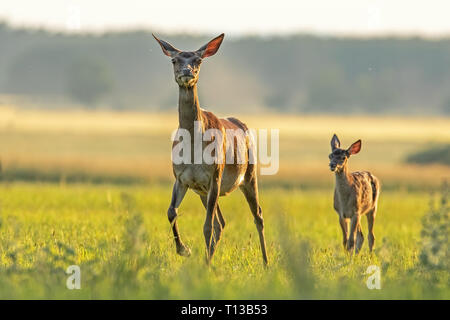 Red Deer hind con piedi di vitello al tramonto. Foto Stock