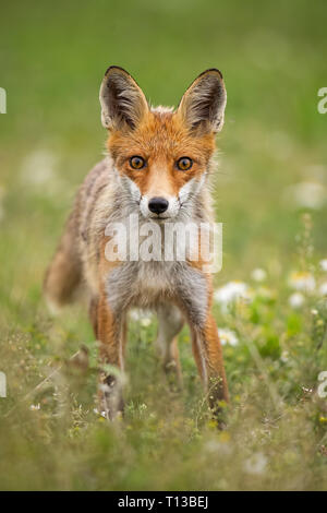 Curioso giovane volpe rossa su un prato estivo con fiori Foto Stock