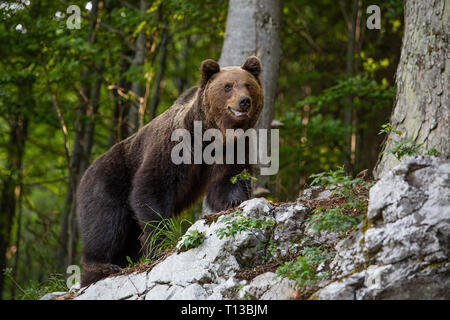 Una posizione dominante di orso bruno Ursus arctos in piedi su una roccia nella foresta. Foto Stock