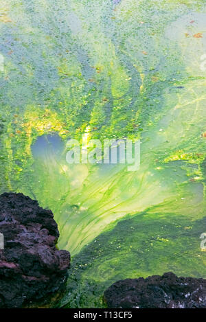 Le Alghe verdi sulla superficie dell'acqua, Laguna Blu, Islanda Foto Stock
