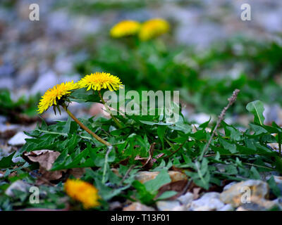 Il tarassaco fiore Foto Stock