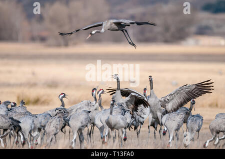 Gru comune, Laguna di Gallocanta, Aragona Spagna Foto Stock