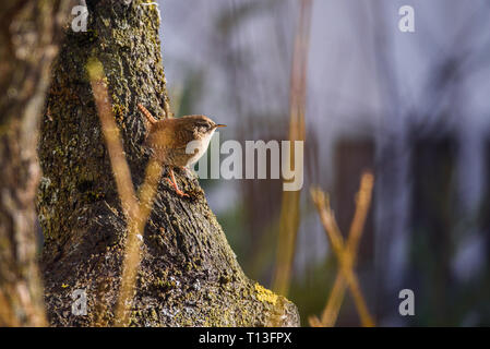 Messa a fuoco selettiva foto. La Eurasian wren bird (Troglodytes troglodytes) seduto sul prugna tronco di albero in giardino. In primavera gli uccelli migratori. Foto Stock