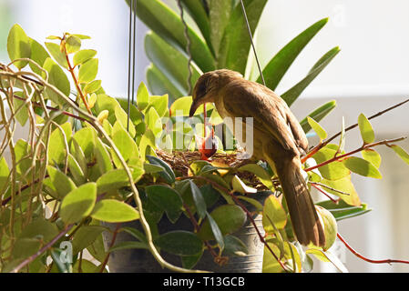 Una striatura-eared Bulbul (Pycnonotus blandfordi conradi) alimentazione è il pulcino in un giardino nella parte orientale di Bangkok Foto Stock