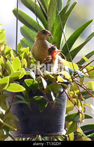 Una striatura-eared Bulbul (Pycnonotus blandfordi conradi) alimentazione è il pulcino in un giardino nella parte orientale di Bangkok Foto Stock