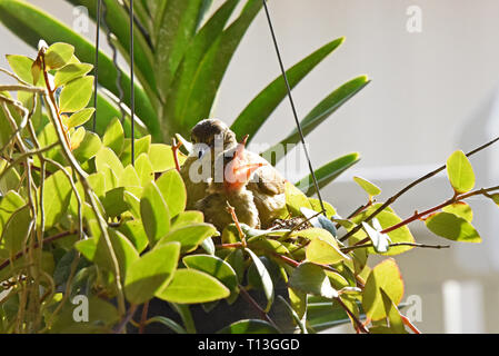 Una striatura-eared Bulbul (Pycnonotus blandfordi conradi) con il pulcino circa per fledge in un giardino nella parte orientale di Bangkok Foto Stock