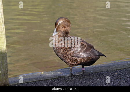 Una femmina di Common Eider (Somateria mollissima) femmina preening se stessa accanto a un lago nel sud dell'Inghilterra Foto Stock