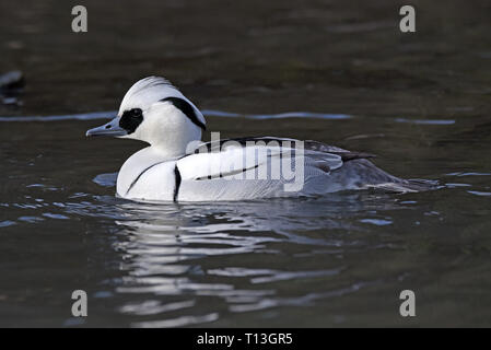 Un maschio Smew (Mergellus albellus) in allevamento piumaggio nuotare in un lago nel sud dell'Inghilterra Foto Stock