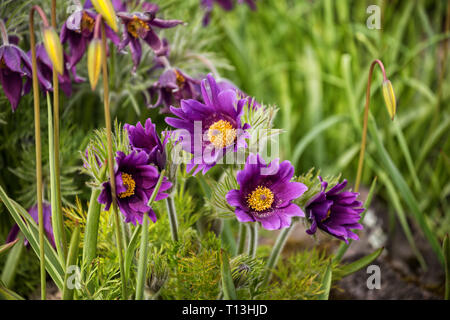 Luminose fiori viola di Pulsatilla o pasqueflower su sfondo di erba verde Foto Stock