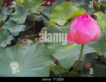 Indian Lotus, Sacro Lotus, fagiolo di India Foto Stock