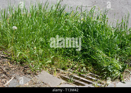 Strade: Sporco canalone coprono un giorno dopo una pesante pioggia d' estate hanno invaso le strade con acque luride Foto Stock