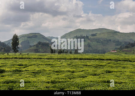 Ruanda, vista la piantagione di tè con Virunga montagne sullo sfondo Foto Stock