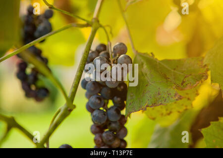 Close-up di grappoli di ripe vino rosso uva sulla vite di messa a fuoco selettiva. Foto Stock