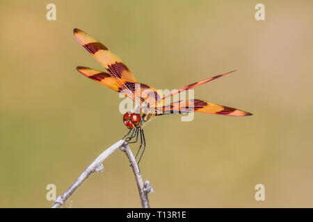 Halloween Pennant Foto Stock