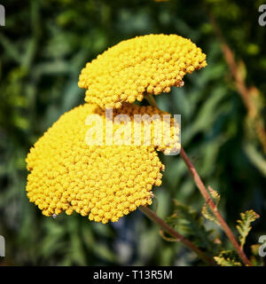 Chiusura del mazzetto di giallo giardino Achillea filipendulina panno "d'Oro" Foto Stock