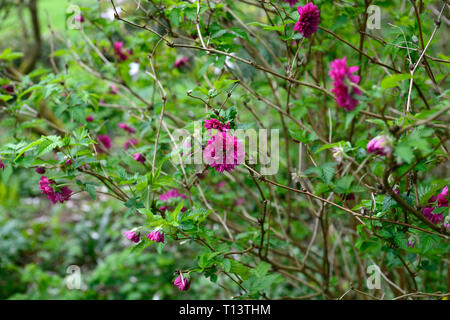 Rubus spectabilis doppio olimpico,flore pleno,salmonberry,viola-rosa,fiore,fiori,fioritura,canneto formando,arbusti,arbusto,Molla,fiore,fiori,flowe Foto Stock