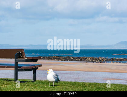 A North Berwick, East Lothian, Scozia, Regno Unito, 23 marzo 2019. Regno Unito: meteo soleggiate giornate primaverili meteo presso la cittadina di mare. Gabbiani rivolta verso il vento a West Beach accanto a un banco di lavoro Foto Stock