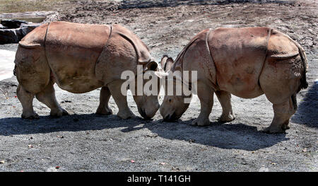 (190323) -- Shanghai, 23 marzo 2019 (Xinhua) -- Due uno-cornuto rinoceronti dal Nepal giocare a Shanghai Wild Animal Park, nella parte orientale della Cina di Shanghai, 23 marzo 2019. Due uno-cornuto rinoceronti dal Nepal, denominato Soaltee e Mitini, hanno fatto la loro prima comparsa pubblica il sabato a Shanghai il Wild Animal Park. Questa rara specie è ora vive in pochi paesi asiatici. Entrambi Soaltee, maschio, e Mitini, femmina, ora pesano più di 1.000 kg. (Xinhua/Fan Jun) Foto Stock