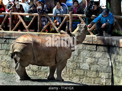 (190323) -- Shanghai, 23 marzo 2019 (Xinhua) -- un guardiano alimenta un unicorno rhino a Shanghai Wild Animal Park, nella parte orientale della Cina di Shanghai, 23 marzo 2019. Due uno-cornuto rinoceronti dal Nepal, denominato Soaltee e Mitini, hanno fatto la loro prima comparsa pubblica il sabato a Shanghai il Wild Animal Park. Questa rara specie è ora vive in pochi paesi asiatici. Entrambi Soaltee, maschio, e Mitini, femmina, ora pesano più di 1.000 kg. (Xinhua/Fan Jun) Foto Stock