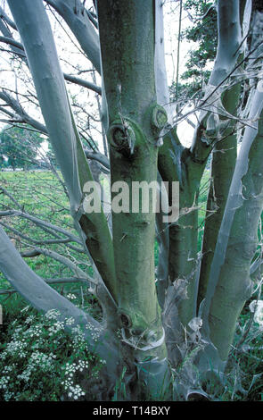 Un albero infestate dall'ermellino moth, Colonia, Germania. L'ermellino moth appartiene alla famiglia delle farfalle. Gli alberi che sono attaccati da questi anim Foto Stock