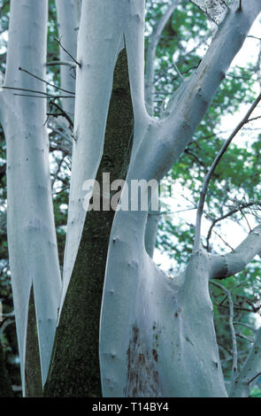 Un albero infestate dall'ermellino moth, Colonia, Germania. L'ermellino moth appartiene alla famiglia delle farfalle. Gli alberi che sono attaccati da questi anim Foto Stock