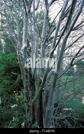 Un albero infestate dall'ermellino moth, Colonia, Germania. L'ermellino moth appartiene alla famiglia delle farfalle. Gli alberi che sono attaccati da questi anim Foto Stock