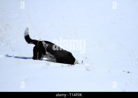 Blue heeler Border Collie X (cross) a caccia di topi in un campo nevoso, Montana, USA Foto Stock