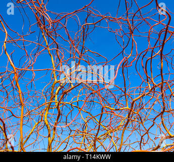 Struttura di cavatappi golden i rami di salici contro il cielo blu in inverno giornata di sole. Salix Matsudana. Sfondo naturale Foto Stock