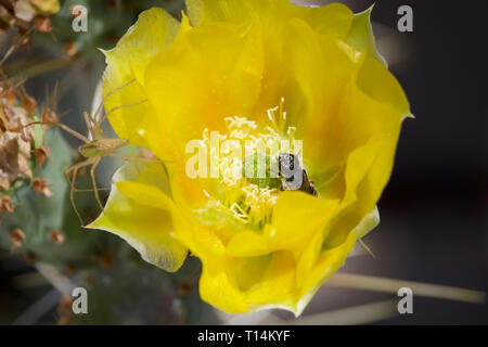 Il miele delle api in Saguaro polline dei fiori Foto Stock