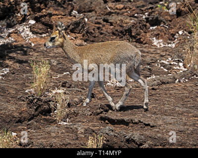 Maschio (Klipspringer Oreotragus oreotragus) un paese arido antelope con folta pelliccia camminare in punta di piedi su roccia lavica a Tsavo West NP, Kenya, Africa Foto Stock