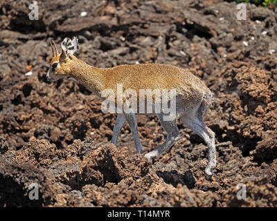 Maschio (Klipspringer Oreotragus oreotragus) un paese arido antelope con folta pelliccia camminare in punta di piedi su roccia lavica a Tsavo West NP, Kenya, Africa Foto Stock