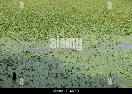 Foglie o stagno weed galleggiante su un laghetto acqua di lago. Foto Stock