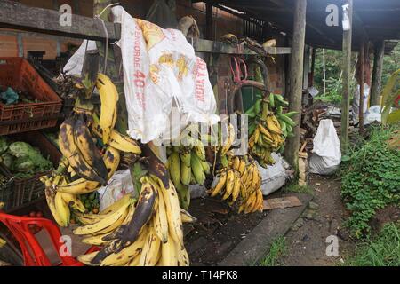 I grappoli di giallo e verde banane appeso su ganci nel cortile di un ristorante su strada Foto Stock