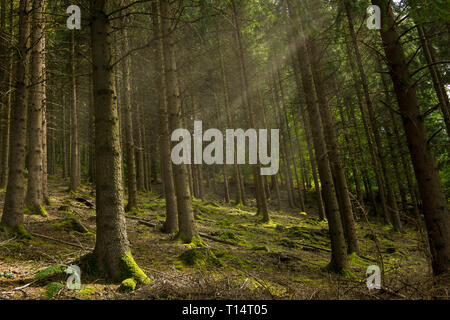 Una foresta nelle Ardenne belghe. con alberi di pino e raggi solari per prenderci attraverso i fori tra gli alberi. Foto Stock