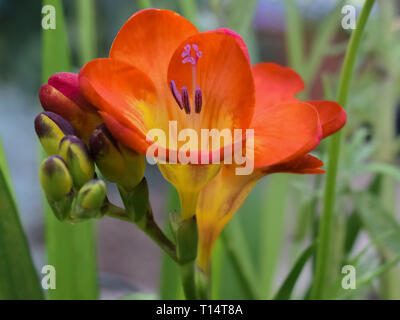 Close-up di un Rosso Fresia fiore in fiore. Foto Stock