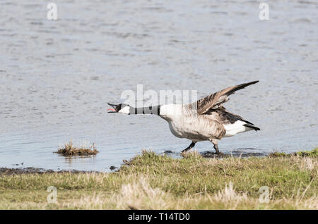 Aggressivo Canada Goose (Branta canadensis) Foto Stock