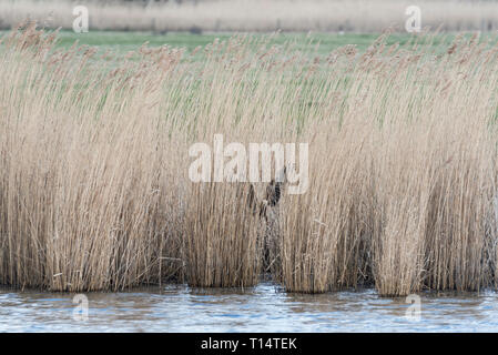 Caccia femmina Falco di palude (Circus aeruginosus) su un letto di reed Foto Stock