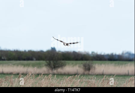 Caccia femmina Falco di palude (Circus aeruginosus) su un letto di reed Foto Stock