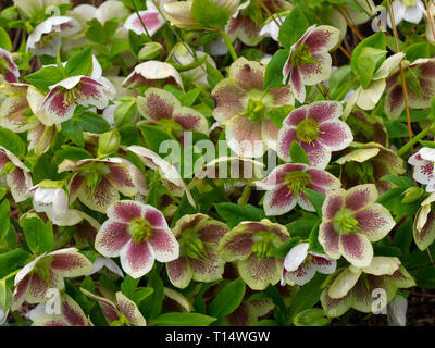Helleborus x hybridus 'White Lady Spotted' Foto Stock