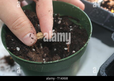 Nasturtium (Tropaeolum majus) semi su un cucchiaio di legno Foto Stock