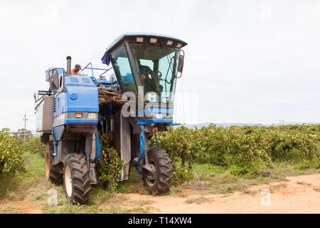 Shiraz vendemmia, Robertson, Robertson Wine Valley, Western Cape, Sud Africa, New Holland Braud SB58 Vendemmiatrice mostrato vitigni vibrante Foto Stock