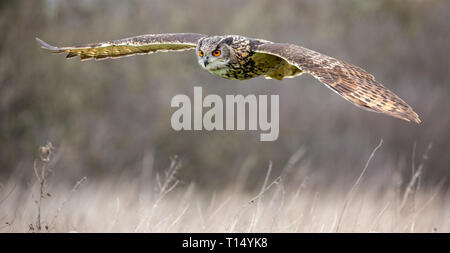 Gufo reale (Bubo bubo) in ambiente naturale, Regno Unito Foto Stock