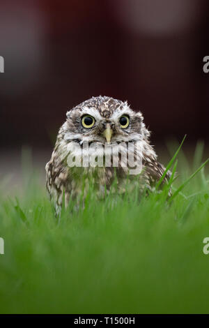 Civetta (Athene noctua) completamente in habitat naturale, Regno Unito Foto Stock