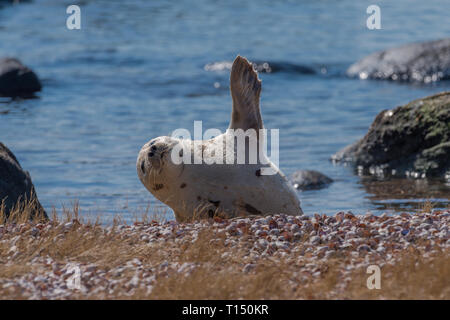 Arpa in appoggio di tenuta sulla spiaggia sventolando pinna per riscaldare in inverno Foto Stock