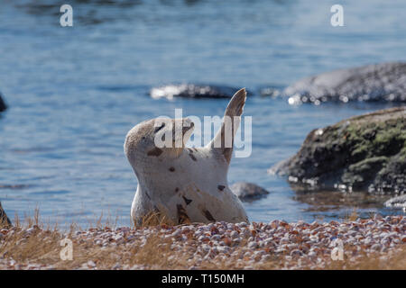 Arpa in appoggio di tenuta sulla spiaggia sventolando pinna per riscaldare in inverno Foto Stock