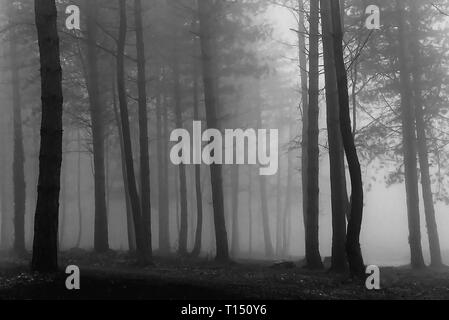 Un Foggy Dawn in Bere foresta, Hampshire, Inghilterra, Regno Unito. Versione in bianco e nero Foto Stock