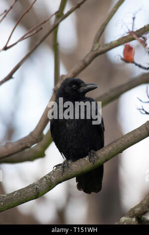 Carrion Crow, Corvus corone, singolo adulto si appollaia nella struttura ad albero. Presa di febbraio. St James Park, London, Regno Unito. Foto Stock