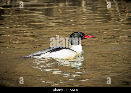 Un comune merganser è nuotare in acqua nel nord Idaho. Foto Stock